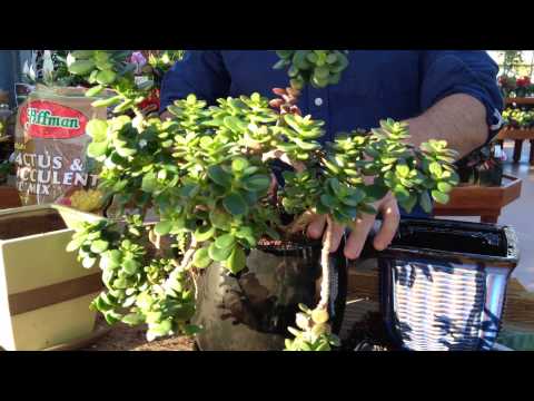 how to replant houseplants