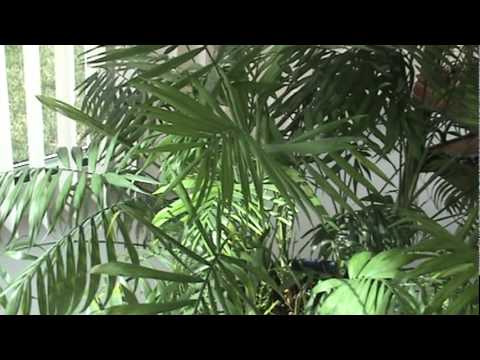 how to replant indoor palm tree