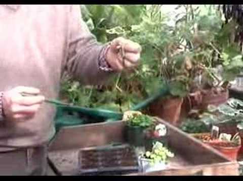 Hoggywart - If you grow your own bedding plants one of the main jobs over the next few weeks is 'pricking out'. This is when seedlings are transplanted into larger pots ...