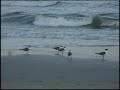 Sunset & Seagulls at Myrtle Beach in April 2008 Sunset & Seagulls at Myrtle Beach in April 2008