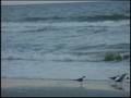 Sunset & Seagulls at Myrtle Beach in April 2008