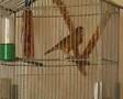 canaris chopper, canarios choper de Antonio Rolea