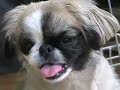Little A - please adopt!