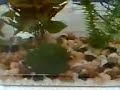 My Guppies