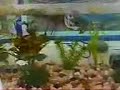 My Guppies