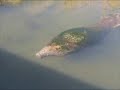 Manatee Stranded in Sesuit Harbor, Dennis, Mass. Manatee Stranded in Sesuit Harbor, Dennis, Mass.