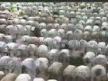 Dua E Qunoot By Shaykh Sudais