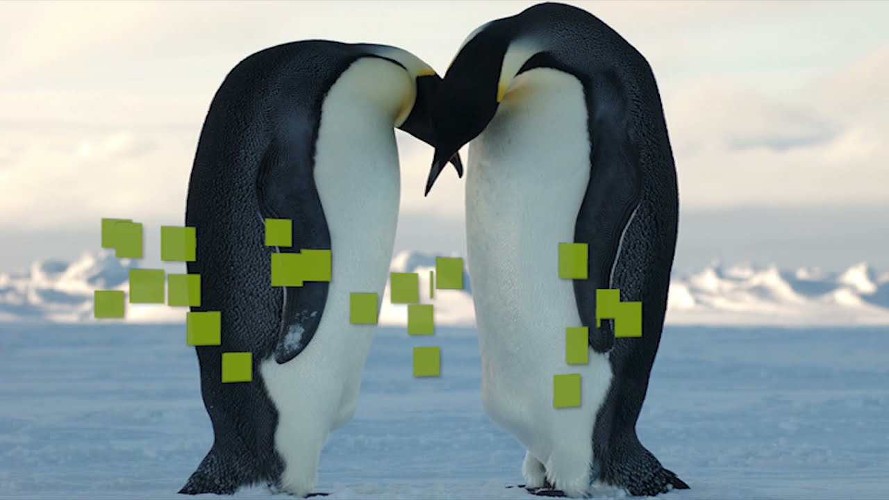 Pinguino - Animali