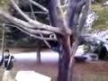Lenny Jumps out of a tree 0001