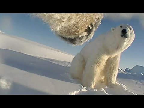 Seltene Aufnahmen: Eisbr mit Kamera