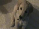 The Baby Golden Izzy and Jcubed