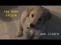 The Baby Golden Izzy and Jcubed
