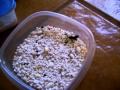 How we Incubate Chameleon Eggs