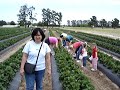 Bunda petik Strawbery 2006