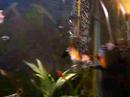 Tropical tank