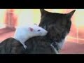 The Dog, The Cat and The Rat