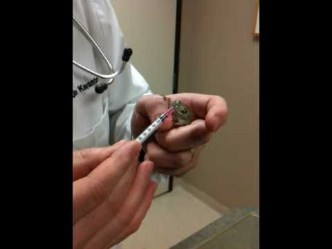 how to isolate aeromonas