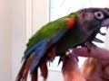 Chi Chi baby Pearly Conure