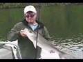 Striped Bass By Forest Pressnell NewRiverFishingGuides.com