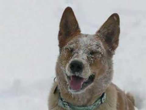blue heeler