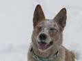 Blue Heeler