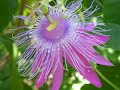 Passion for Passiflora Passion for Passiflora