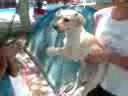 Suki, Suki...Bailando