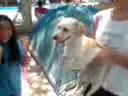 Suki, Suki...Bailando