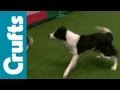 Agility - International - Large - Agility - Crufts 2012