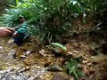 Pancing - Keli Gunung