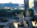 Dingos Featherdale Wildlife Park Dingos Featherdale Wildlife Park