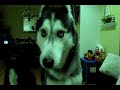 סרטון כלבה אומרת שלום