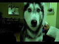 Šuo veislės Husky vardu Miška moka kalbėti
