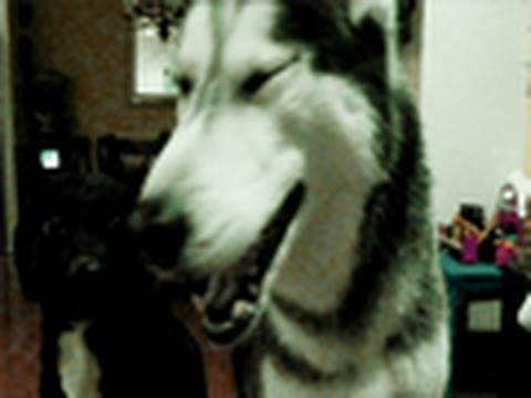 Mishka Says Hello