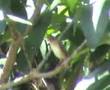 Shortwinged Cisticola
