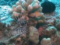 Lionfish