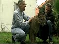 Cougar Petting