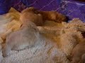 Pups3