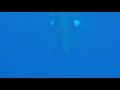 This friendly minke whale joined Silversonic at the Nursery Bommie site at Agincourt Reef. All passengers were thrilled to be able to enter the water as the minke playfully swam between the boat and the bommie. The voluntary approach to the vessel and swimmers by minke whales creates a unique in-water experience, and Silversonic is one of the few vessels with a permit from the Great Barrier Reef Marine Park Authority that enables swimming with these whales. www.silverseries.com.au