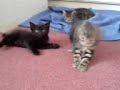 Hyperactive Kittens Hyperactive Kittens
