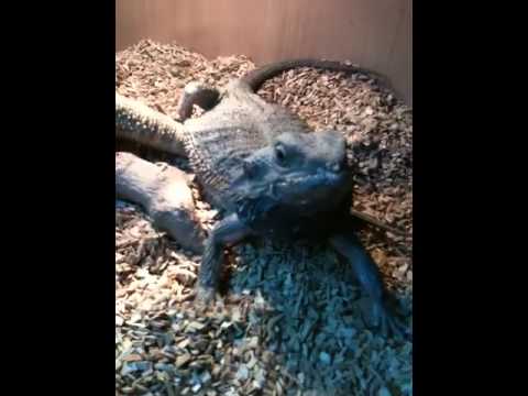 how to care for a bearded dragon with mbd