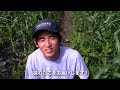 百姓隊/長谷川-ゴールドラッシュ生育状況-百姓隊チャンネル2012MAY 百姓隊