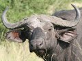 Highlights of Uganda Safari Highlights of Uganda Safari