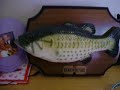 Peixe Cantor Peixe Cantor