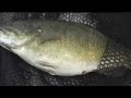 Smallmouth bass Grand Travese Bay