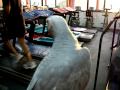 African Grey Goes To Gym 3