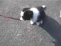 puppy border collie first walk ??????????????