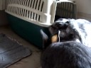 Francis and PecosLuna eat some grass
