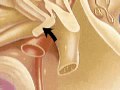 How the Body Works Anatomy of the Brain Stem