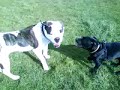 staff vs american pitbull
